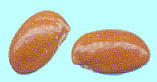 Andromeda polifolia ヒメシャクナゲ 種子