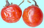 Solanum lyratum Thunb. ヒヨドリジョウゴ 果実