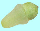 Chloranthus serratus フタリシズカ 果実
