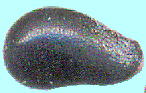 Hylocereus undatus ドラゴンフルーツ 種子