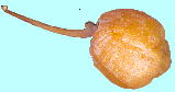 Ginkgo biloba L. イチョウ 種子（銀杏・ぎんなん）