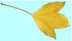Dendropanax trifidus (Thunb.) Makino カクレミノ 黄葉した葉・葉脈