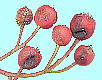 Photinia glabra (Thunb.) Maxim. カナメモチ 果実
