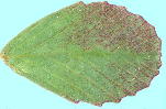 Trifolium dubium Sibth. コメツブツメクサ 頂小葉・葉脈