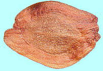 Sciadopitys verticillata コウヤマキ 種子
