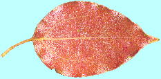 Cinnamomum camphora (L.) Siebold クスノキ 紅葉した葉・葉脈