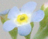 Trigonotis peduncularis (Trevir.) Benth. キュウリグサ 花
