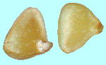 Trigonotis peduncularis (Trevir.) Benth. キュウリグサ 種子