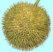 Platanus X acerifolia (Aiton) Willd. モミジバスズカケノキ 集合果