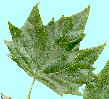 Platanus X acerifolia (Aiton) Willd. モミジバスズカケノキ 葉・葉脈