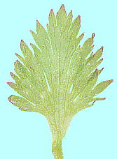 Corydalis incisa (Thunb.) Pers. ムラサキケマン Bract leaf 苞葉