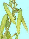 Corydalis incisa (Thunb.) Pers. ムラサキケマン 果実