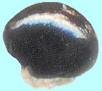 Corydalis incisa (Thunb.) Pers. ムラサキケマン Seeds 種子