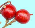 Nandina domestica Thunb. ナンテン Fruits 果実・種子