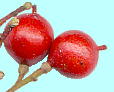 Nandina domestica Thunb. ie Fruits ʎEq