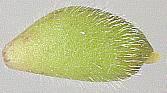 Anemone flaccida Fr. Schm. ニリンソウ 痩果 Achene