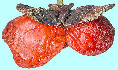 Euonymus alatus (Thunb.) Sieb. ニシキギ Fruits 裂開した果実・仮種皮に包まれた種子
