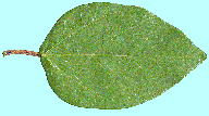 Ficus pumila L. オオイタビ Leaf 葉