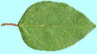 Ficus pumila L. IIC^r Leaf t