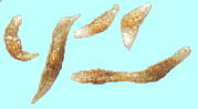 Cypripedium acaule L. シプリペヂウム・アコーレ 種子