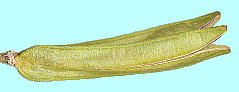 Tricyrtis hirta (Thunb.) Hook. ホトトギス 裂開した果実