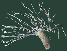 Ozothamnus ledifolius (A.Cunn. ex DC.) Hook.f. オゾタムナス・レディフォリウス Achene 痩果