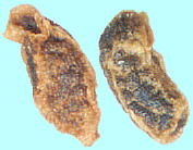 Penstemon pumilus Nutt. ペンステモン・プミルス 種子