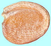 Physoptychis gnaphalodes (DC.) Boiss 種子