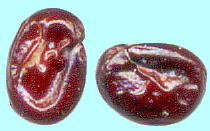 Ptilotus spathulatus (R. Br.) Poir. プチロータス・スパスラータス Seeds 種子