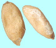Forsythia viridissima Lindl. シナレンギョウ seeds 種子