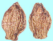 Tricyrtis latifolia Maxim. タマガワホトトギス Seeds 種子