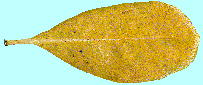 Pittosporum tobira (Thunb.) Aiton トベラ Leaf, Leaf vein 黄化した葉・葉脈