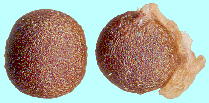 Uvularia grandiflora Sm. ウブラリア・グランジフローラ Seeds 種子