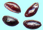 Tiarella polyphylla D. Don ズダヤクシュ Seeds 種子
