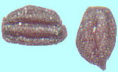 Alonsoa meridionalis (L. f.) Kuntze ベニコチョウ Seeds 種子
