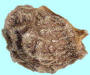 Alyogyne huegelii (Endl.) Fryxell ブルーハイビスカス Seeds 種子