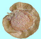 Alyssoides utriculata (L.) Medik. アリッソイデス・ユートリキュラータ Fruits 果実 （完熟）