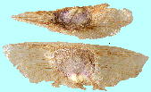 Campsis radicans (L.) Seem. アメリカノウゼンカズラ Seeds 種子