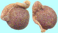 Androcymbium ciliolatum Schltr. et K. Krause アンドロシンビウム・シリオラツム Seeds 種子