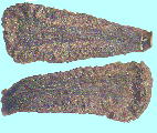 Araujia sericifera Brot. アラウジア・セリシフェラ Seeds 種子