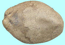 Sicyos angulatus L. アレチウリ Seeds 種子