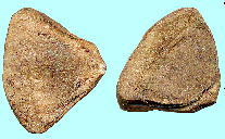 Aristolochia clematitis L. アリストロキア・クレマチチス Seeds 種子