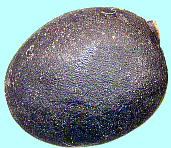 Paeonia obovata Maxim. ベニバナヤマシャクヤク Seeds 種子
