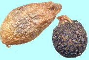 Biarum dispar (Schott) Talavera rAEfBXp[ Fruits, Seeds ʎEq