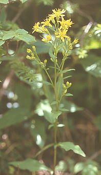 Solidago virgaurea var. asiatica ALmL\E