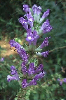 Salvia japonica ALm^\E