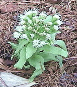 Petasites japonicus var. giganteus AL^uL