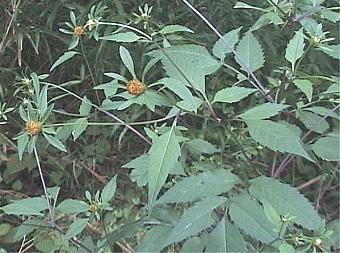 Bidens frondosa AJZ_OT