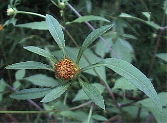 Bidens frondosa AJZ_OT