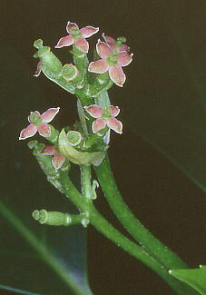 Aucuba japonica AIL